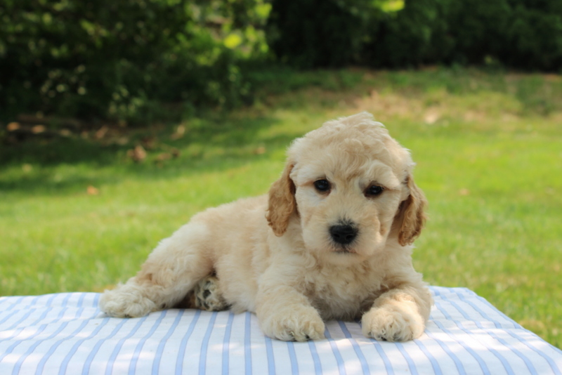 puppy, for, sale, Mini Goldendoodle F1B, Matthew B. Stoltzfus, dog, breeder, Gap, PA, dog-breeder, puppy-for-sale, forsale, nearby, find, puppyfind, locator, puppylocator, aca